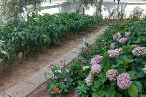 Zeytin 1+1 Bahçe Katı7